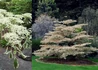 Kép 2/2 - Cornus controversa Variegata / Pagoda som