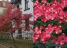 Kép 1/2 - Cornus florida Cherokee Chief / Virágos som
