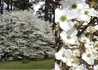 Kép 1/2 - Cornus florida Daybreak / Virágos som