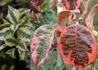 Kép 2/2 - Cornus florida Daybreak / Virágos som