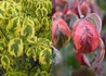 Kép 2/2 - Cornus florida Rainbow / Virágos som
