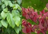 Kép 2/2 - Cornus florida Rubra / Virágos som