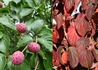Kép 2/2 - Cornus kousa Satomi / Csillagsom