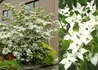 Kép 1/2 - Cornus kousa Schmetterling / Csillagsom