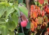 Kép 2/2 - Cornus kousa Schmetterling / Csillagsom