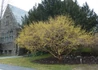 Kép 3/4 - Cornus mas / Húsos som