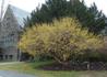 Kép 3/4 - Cornus mas / Húsos som