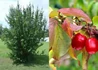 Kép 4/4 - Cornus mas / Húsos som