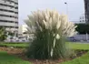 Kép 2/3 - Cortaderia selloana White Plume / Pampafű fehér