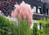 Kép 1/2 - Cortaderia selloana Rosea / Pampafű rózsaszín