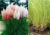 Kép 2/2 - Cortaderia sellona Rosea / Pampafű rózsaszín