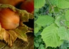 Kép 1/2 - Corylus avellana Barcelona / Étkezési mogyoró