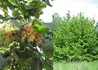 Kép 2/2 - Corylus avellana Barcelona / Étkezési mogyoró