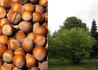 Kép 1/2 - Corylus avellana Bollwilleri / Étkezési mogyoró Bollwilleri csoda