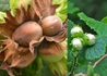 Kép 1/2 - Corylus avellana Clark / Étkezési mogyoró