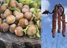 Kép 2/2 - Corylus avellana Clark / Étkezési mogyoró