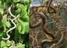 Kép 1/3 - Corylus avellana Contorta / Csavart mogyoró
