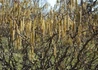 Kép 3/3 - Corylus avellana Contorta / Csavart mogyoró