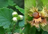 Kép 1/2 - Corylus avellana Ennis / Mogyoró oltvány