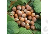 Kép 2/2 - Corylus avellana Ennis / Mogyoró oltvány