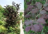 Kép 1/4 - Corylus avellana Fuscorubra / Vérmogyoró