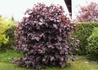 Kép 2/4 - Corylus avellana Fuscorubra / Vérmogyoró