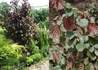 Kép 3/4 - Corylus avellana Fuscorubra / Vérmogyoró