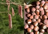 Kép 4/4 - Corylus avellana Fuscorubra / Vérmogyoró