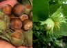 Kép 1/2 - Corylus avellana Lang Tidlig Zeller / Étkezési Mogyoró