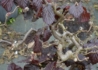 Kép 1/4 - Corylus avellana Red Majestic / Bordó levelű csavart mogyoró