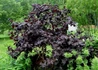 Kép 3/4 - Corylus avellana Red Majestic / Bordó levelű csavart mogyoró
