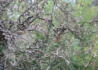 Kép 4/4 - Corylus avellana Red Majestic / Bordó levelű csavart mogyoró