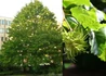 Kép 1/2 - Corylus colurna / Török Mogyoró