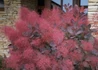 Kép 1/4 - Cotinus coggygria Royal Purple / Bíbor cserszömörce