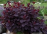 Kép 2/4 - Cotinus coggygria Royal Purple / Bíbor cserszömörce