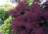 Kép 3/4 - Cotinus coggygria Royal Purple / Bíbor cserszömörce
