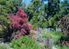 Kép 4/4 - Cotinus coggygria Royal Purple / Bíbor cserszömörce