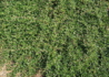 Kép 3/3 - Cotoneaster Salicifolius Gnom / Fűzlevelű madárbirs