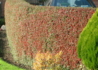 Kép 5/5 - Cotoneaster horizontalis / Kerti madárbirs