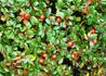 Kép 1/2 - Cotoneaster suecicus skogholm / Svéd madárbirs