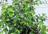Kép 2/2 - Cotoneaster suecicus skogholm / Svéd madárbirs