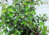 Kép 2/2 - Cotoneaster suecicus skogholm / Svéd madárbirs