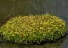 Kép 1/3 - Cotula coronopifolia / Lúgvirág