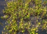 Kép 2/3 - Cotula coronopifolia / Lúgvirág