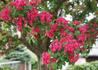 Kép 3/4 - Crataegus laevigata Paul s Scarlet / Pirosvirágú galagonya
