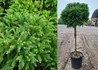 Kép 1/2 - Cryptomeria japonica Globosa Nana / Törpe gömb japánciprus