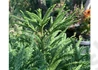 Kép 2/2 - Cryptomeria japonica Little Diamond / Törpe japánciprus