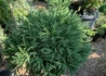 Kép 1/2 - Cryptomeria japonica Little Diamond / Törpe japánciprus