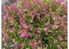 Kép 1/3 - Cuphea hyssopifolia / Japánmirtusz Kuffea rózsaszín
