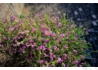 Kép 3/3 - Cuphea hyssopifolia / Japánmirtusz Kuffea rózsaszín